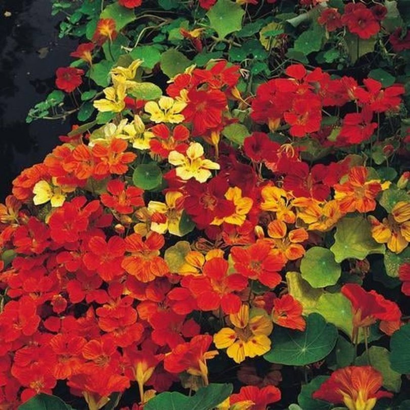 Double Glorious Gleam sarkantyúka, Tropaeolum nanum, ehető virág
